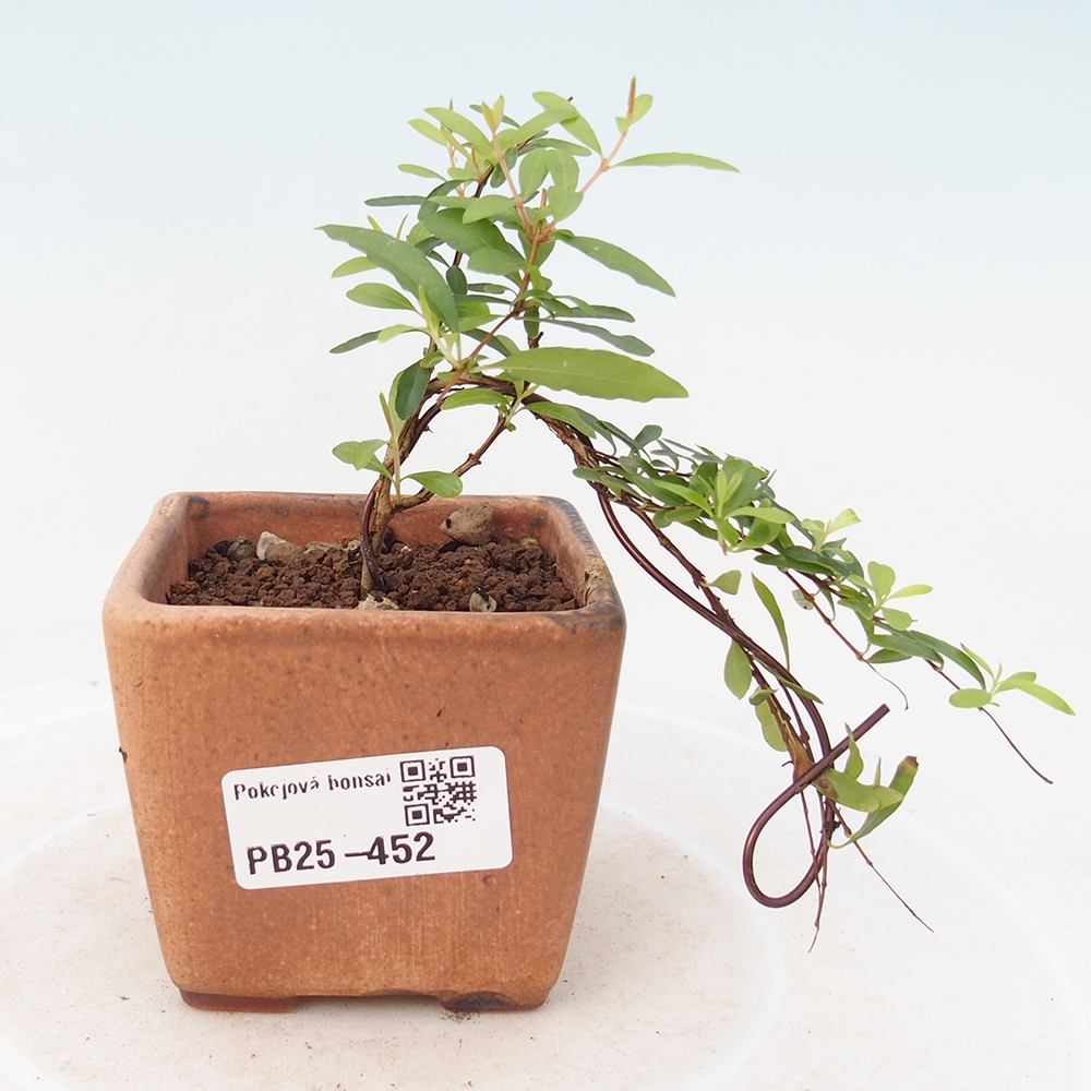 Pokojová bonsai-PUNICA granatum -Granátové jablko