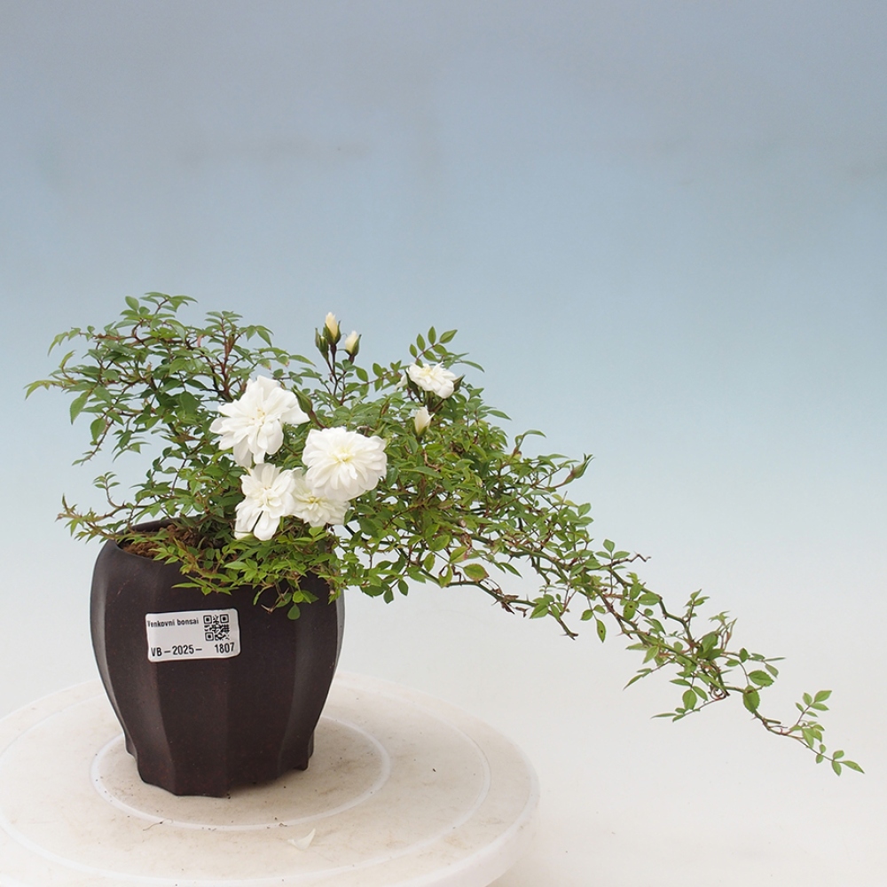 Venkovní bonsai - Rosa Sea Foam -  růže