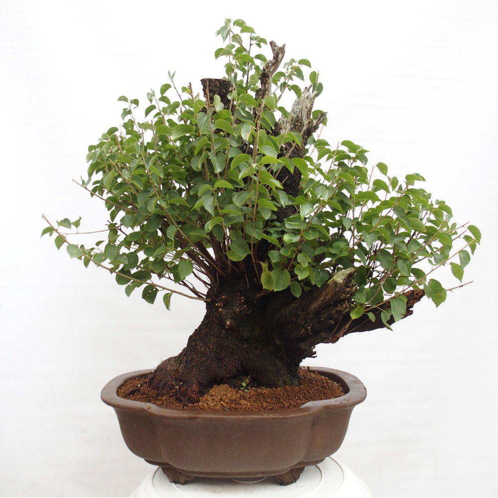 Venkovní bonsai - Mahalebka - Prunus mahaleb