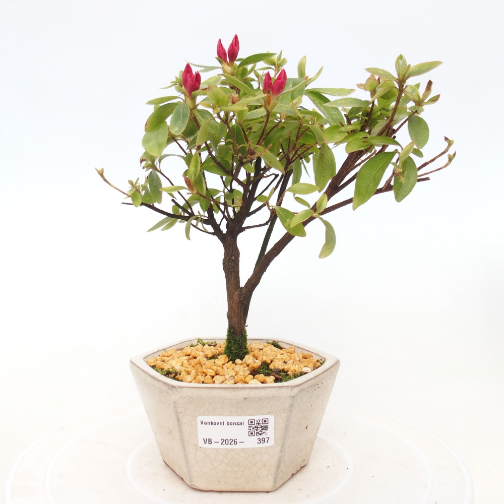 Venkovní bonsai - Japonská azalka - Azalea sp.
