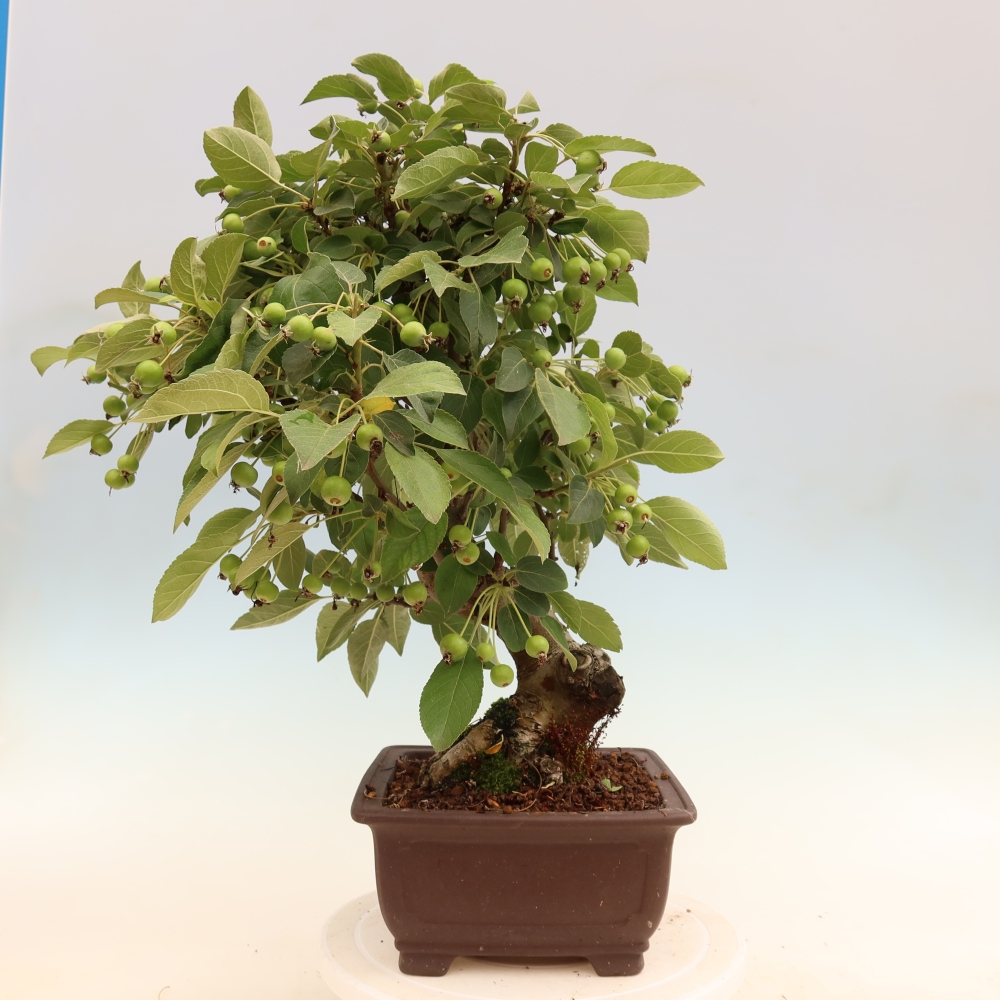 Venkovní bonsai -Malus halliana - Maloplodá jabloň