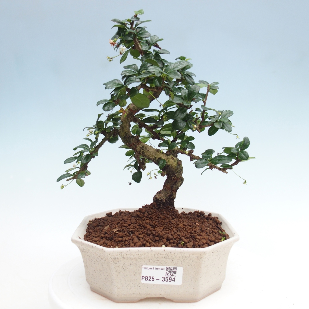 Pokojová bonsai - Carmona macrophylla - Čaj fuki