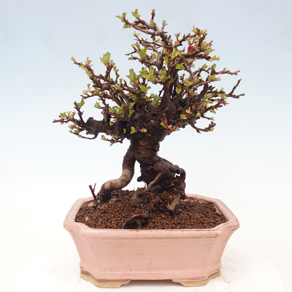 Venkovní  bonsai -  Chaneomeles speciosa - Kdoulovec ozdobný