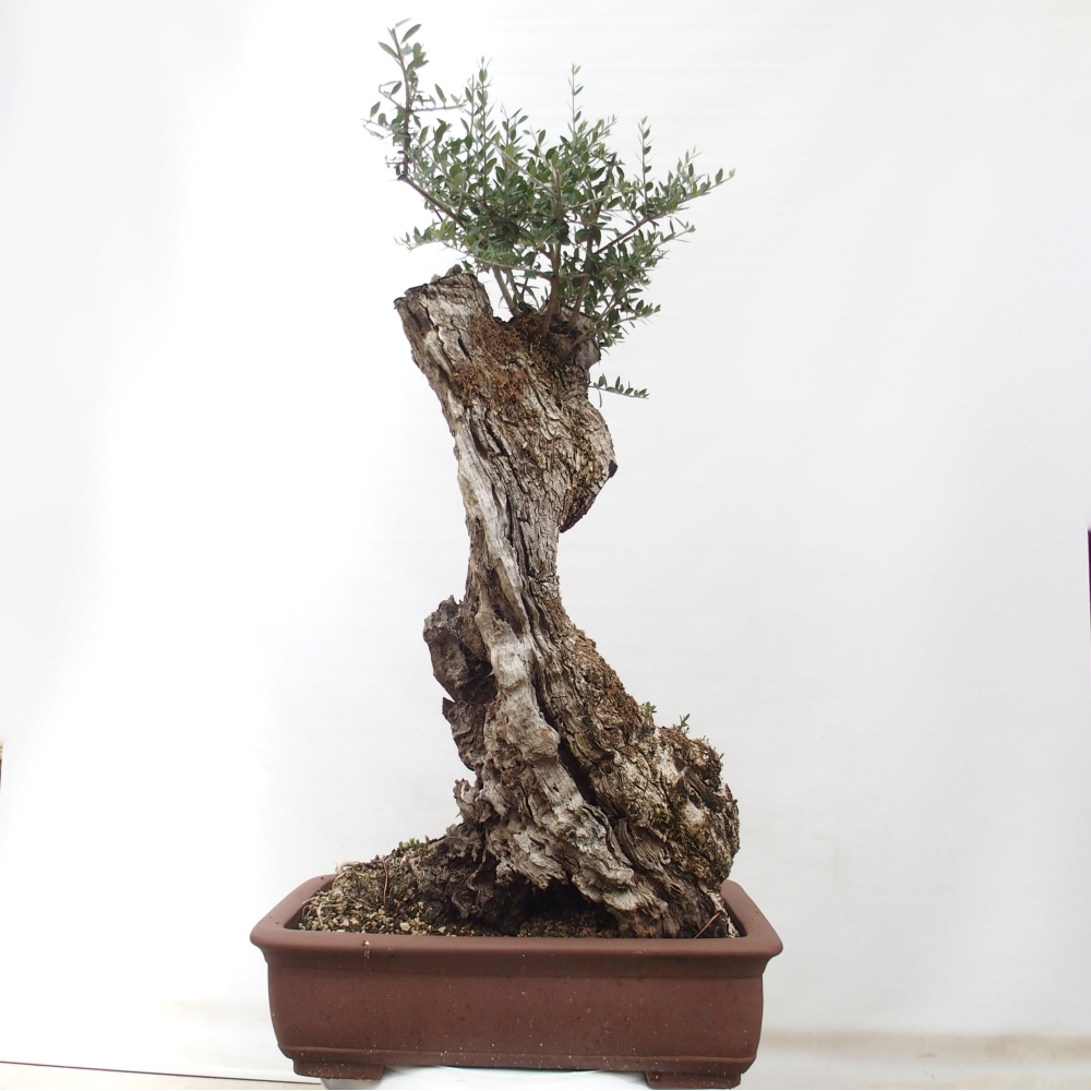 Pokojová bonsai - Olea europaea sylvestris -Oliva evropská drobnolistá