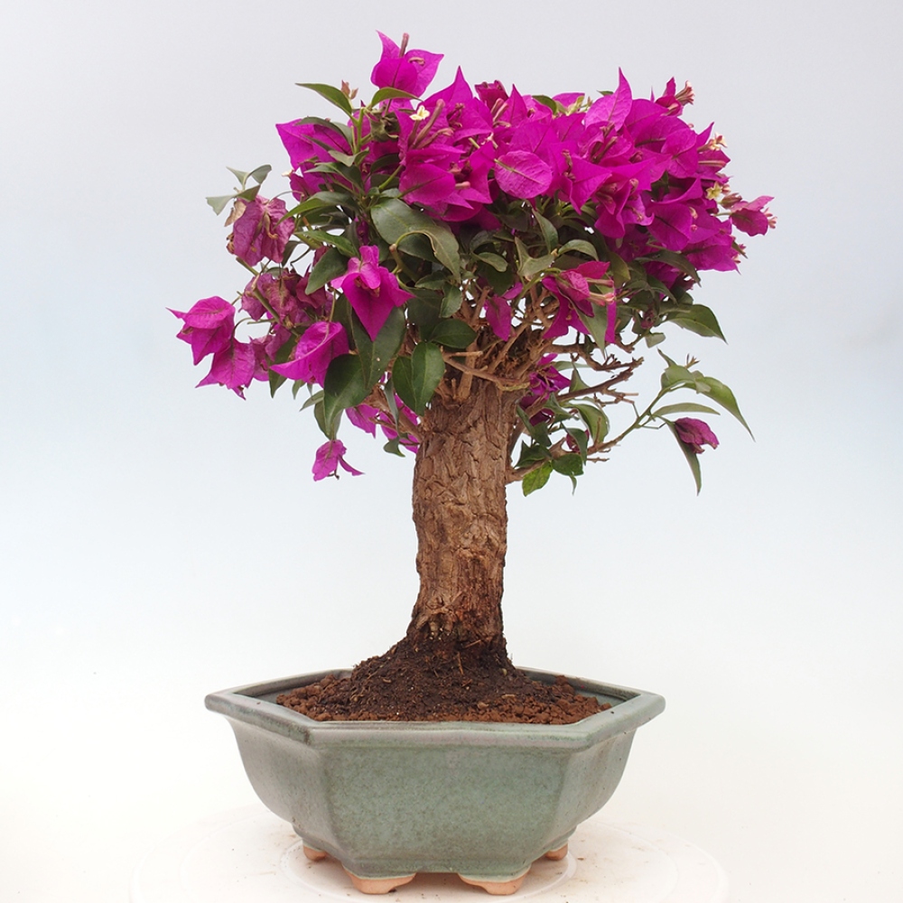 Pokojová bonsai - Bouganwilea