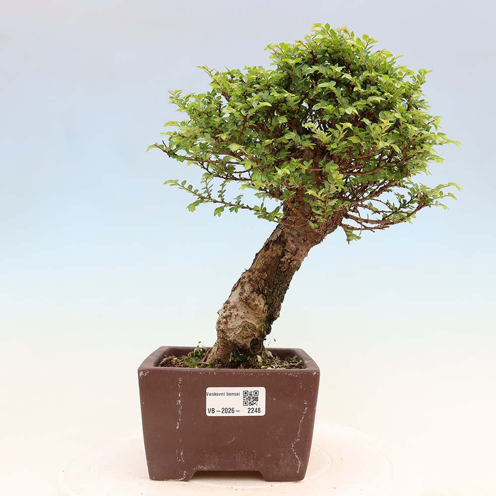 Venkovní bonsai - Ulmus parvifolia Sagei - Malolistý jilm