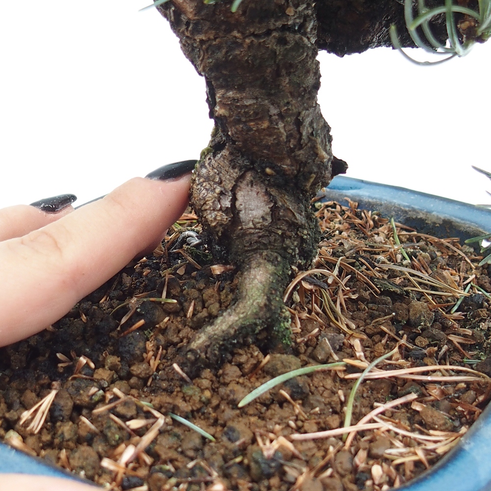 Venkovní bonsai - Pinus parviflora - Borovice drobnokvětá