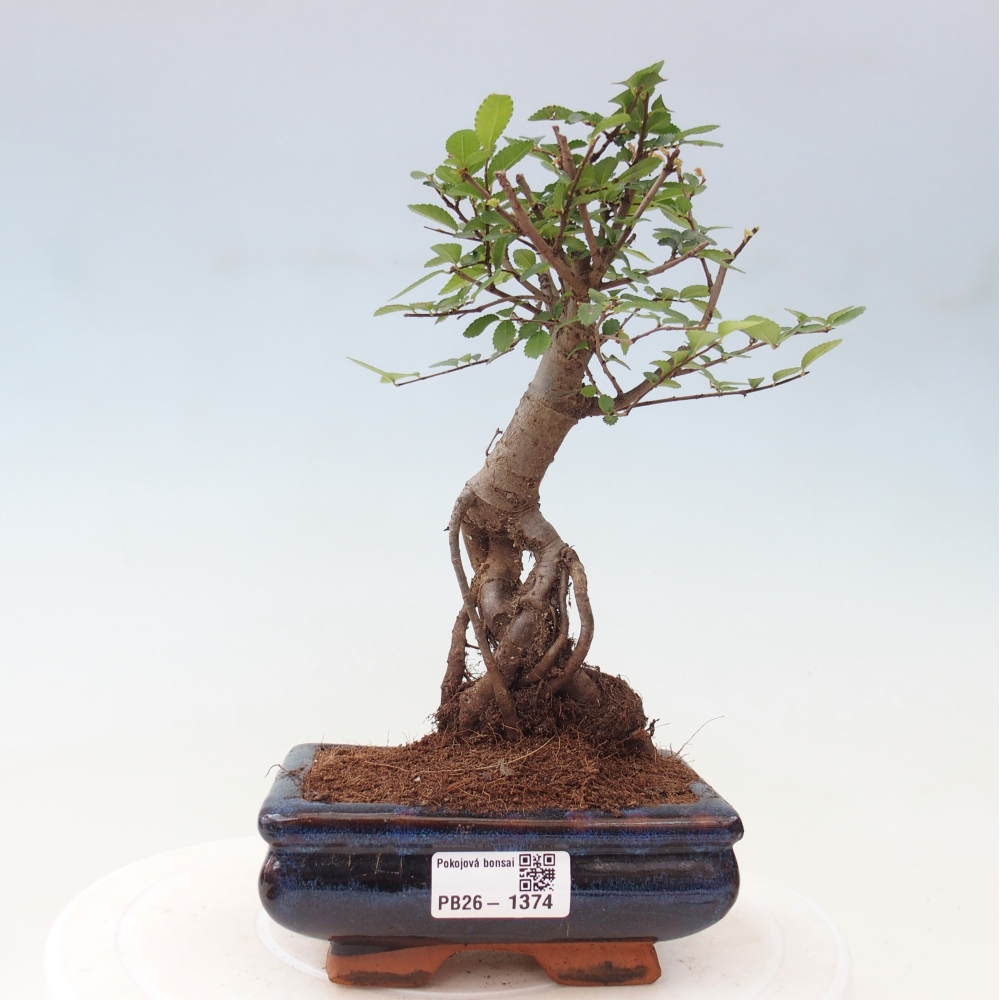 Pokojová bonsai - Ulmus parvifolia - Malolistý jilm