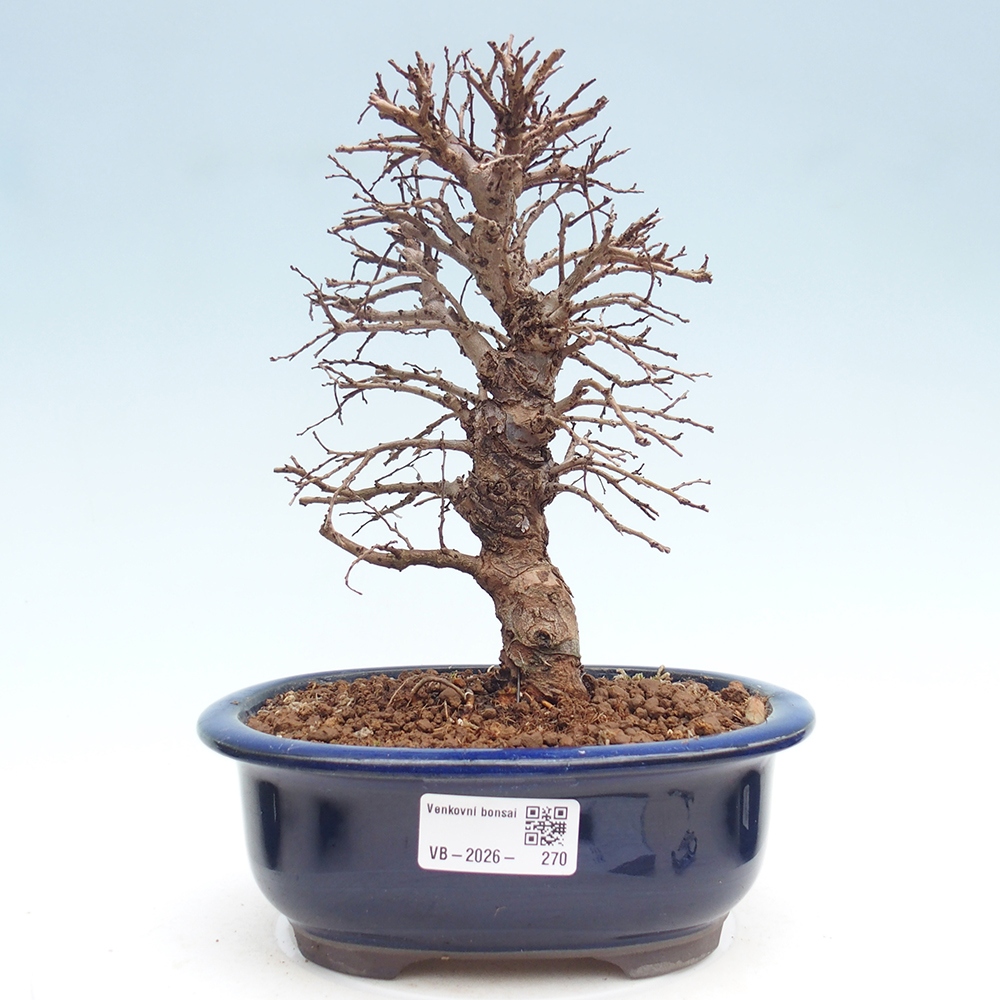 Venkovní bonsai - Zelkova - Zelkova NIRE