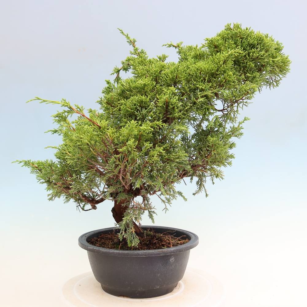 Venkovní bonsai - Juniperus chinensis Itoigawa-Jalovec čínský