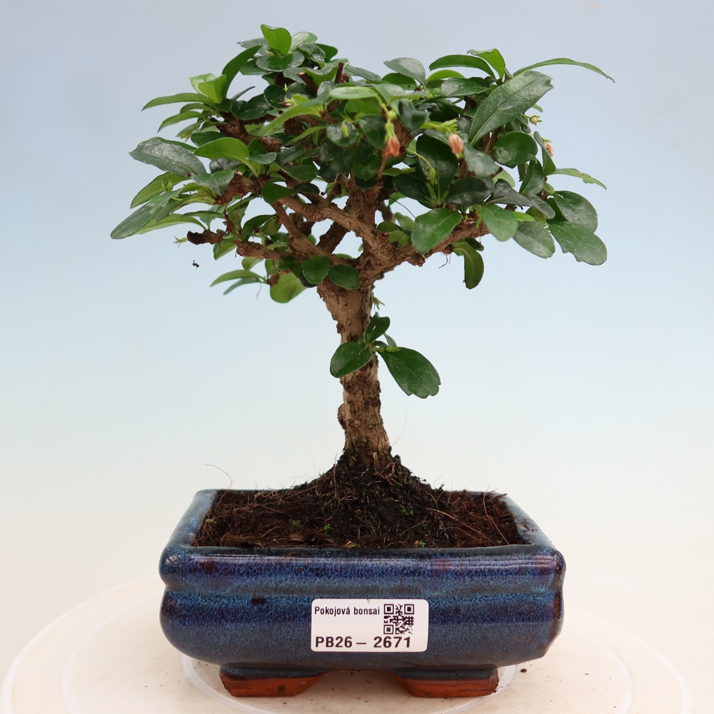 Pokojová bonsai - Carmona macrophylla - Čaj fuki