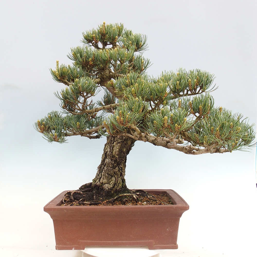 Venkovní bonsai - Pinus parviflora - Borovice drobnokvětá