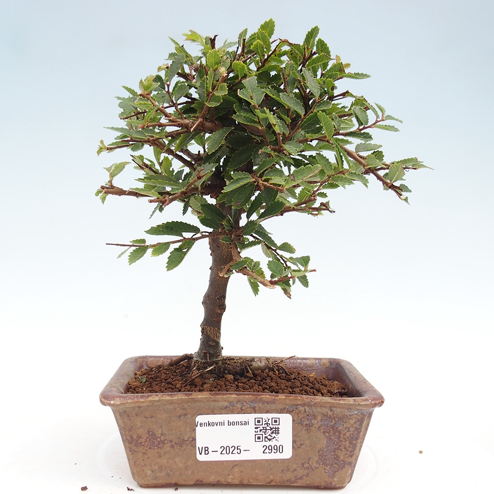 Venkovní bonsai - Ulmus parvifolia Sagei - Malolistý jilm