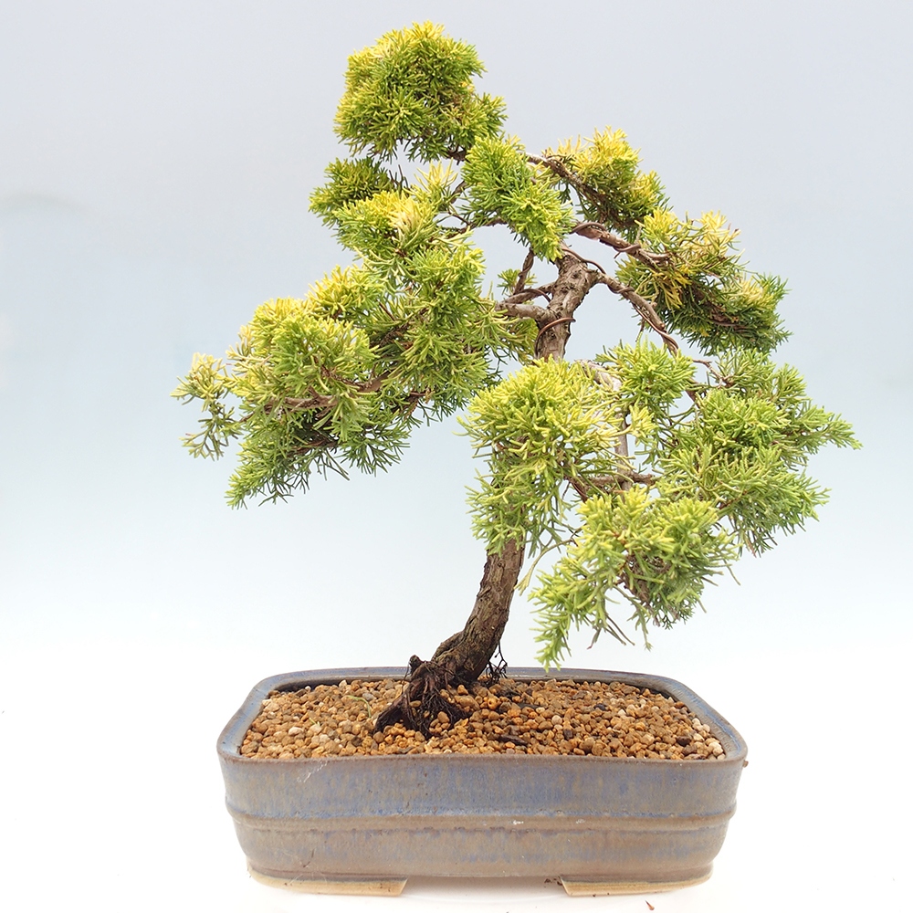 Venkovní bonsai - Juniperus chinensis plumosa aurea - Jalovec čínský zlatý