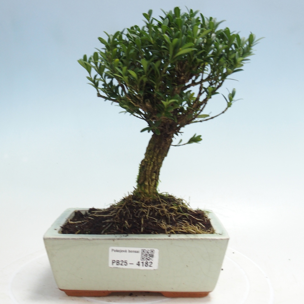 Pokojová bonsai - Buxus harlandii -korkový buxus