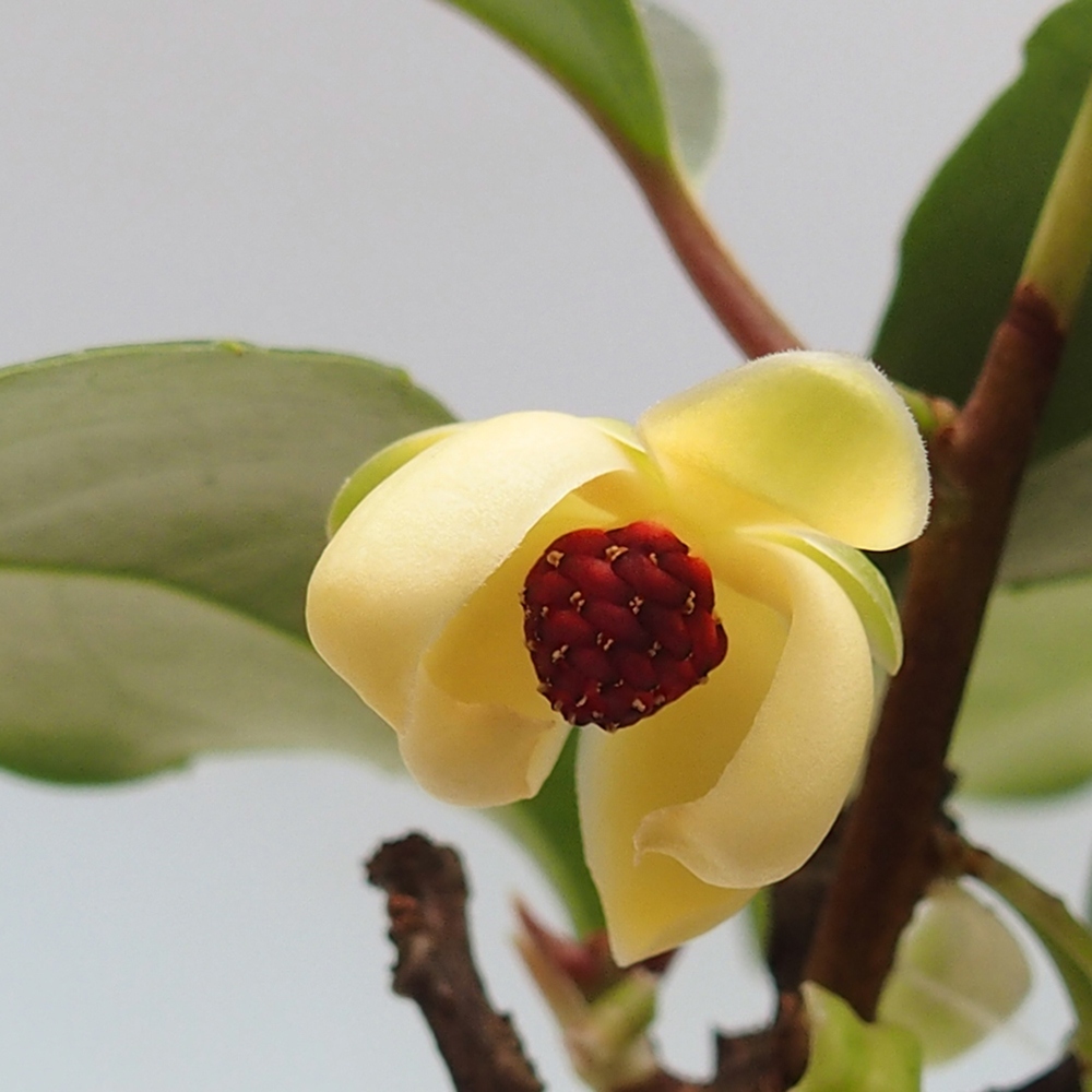Pokojová bonsai- Kadsura japonica 