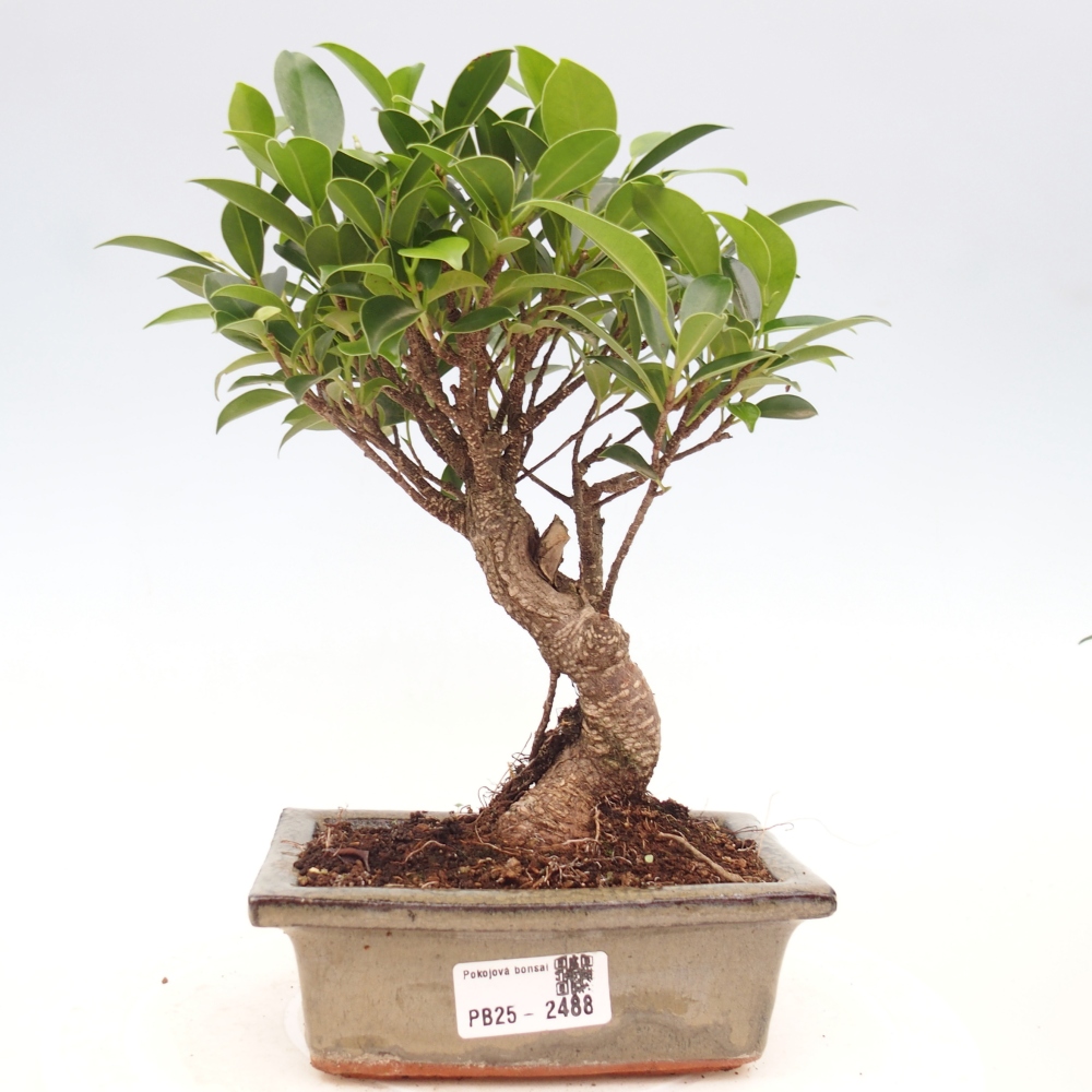 Pokojová bonsai - Ficus retusa -  malolistý fíkus