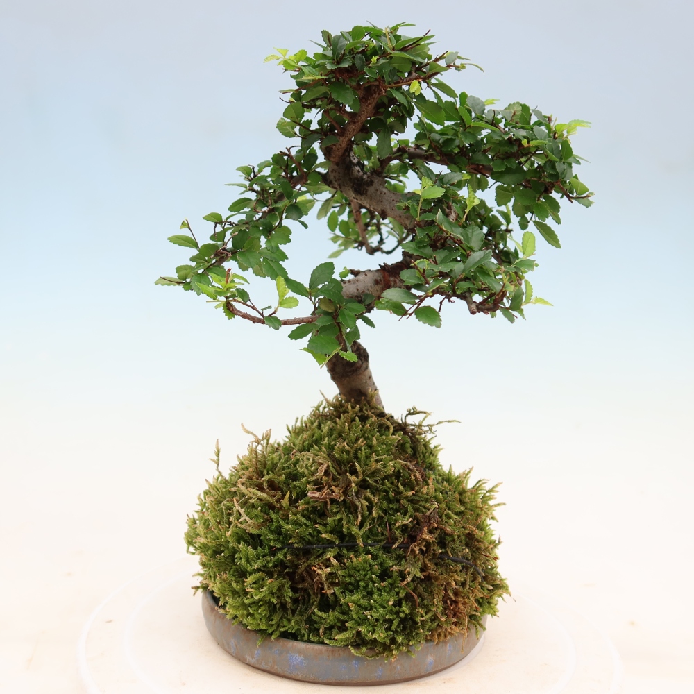 Kokedama s podmiskou - Ulmus parvifolia- malolistý jilm
