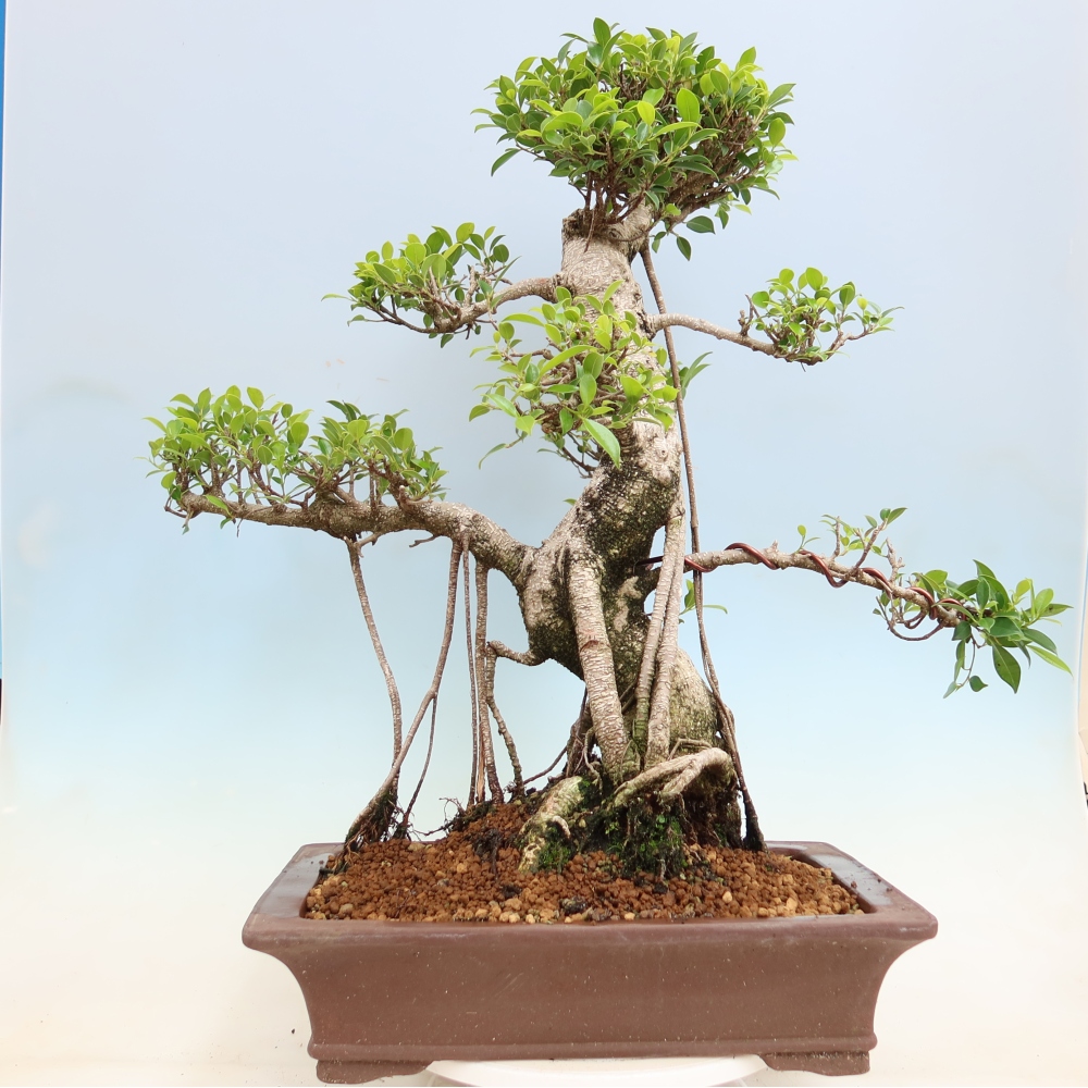 Pokojová bonsai - Ficus kimmen -  malolistý fíkus