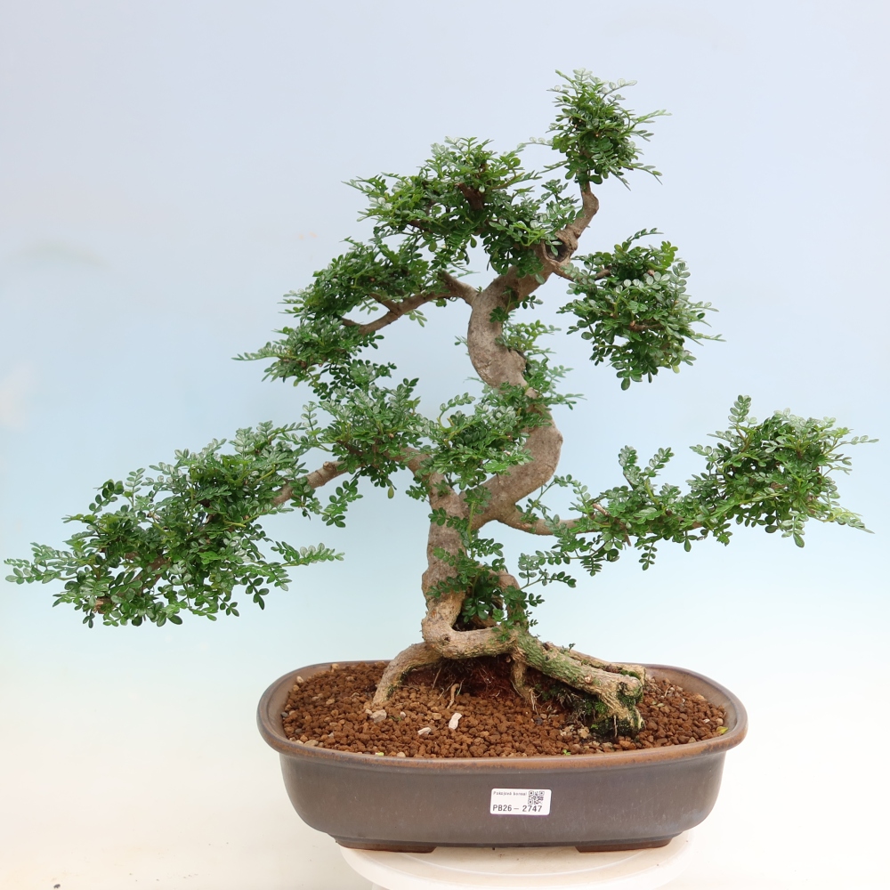 Pokojová bonsai - Zantoxylum piperitum - pepřovník