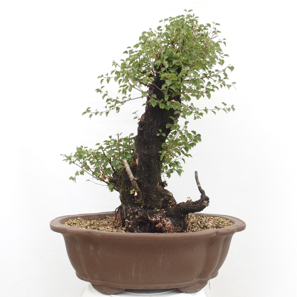Venkovní bonsai - Mahalebka - Prunus mahaleb