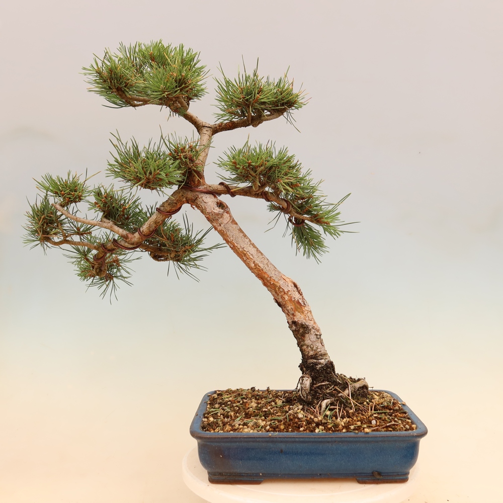 Venkovní bonsai - Pinus Sylvestris Watererri - Borovice lesní