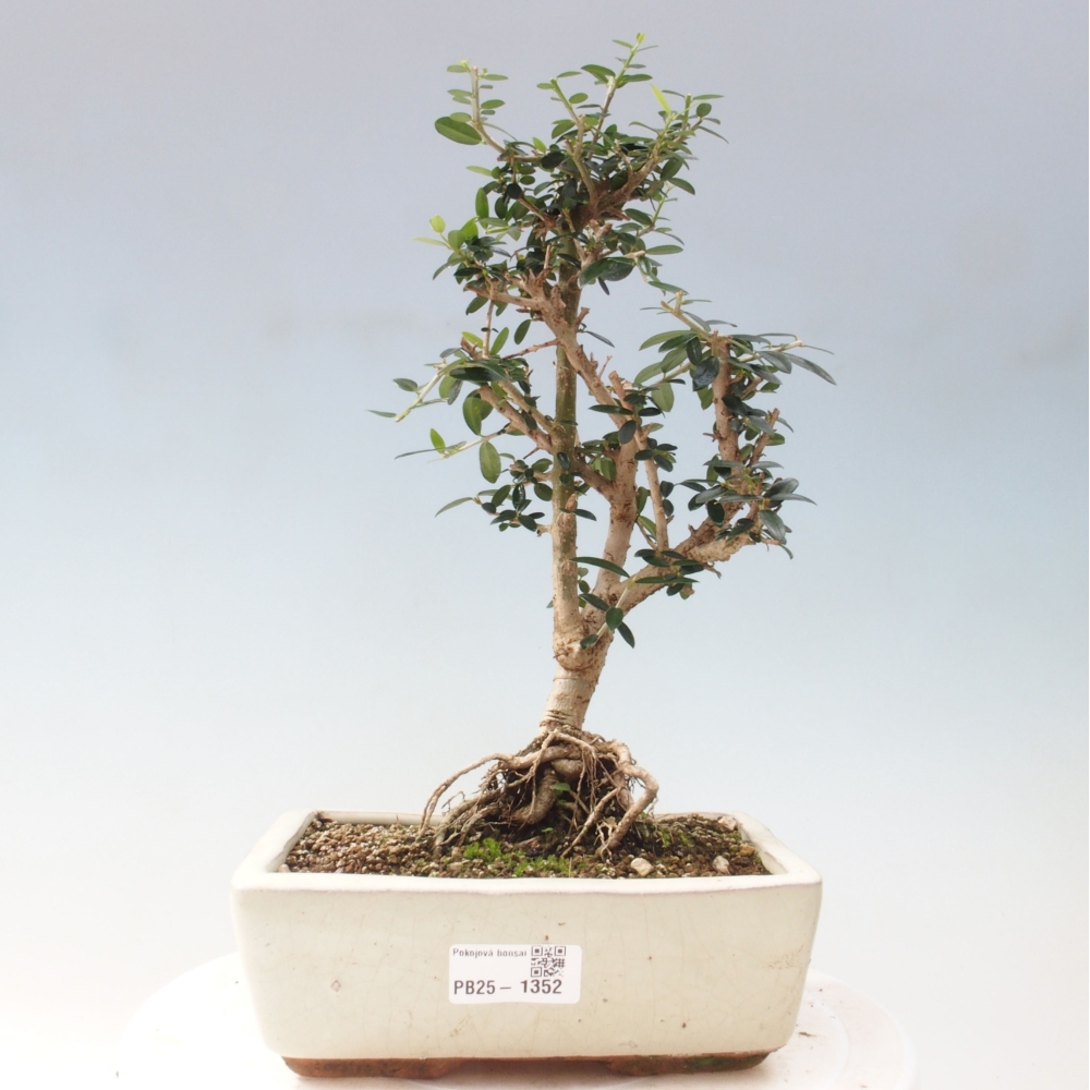 Pokojová bonsai - Olea europaea sylvestris -Oliva evropská drobnolistá