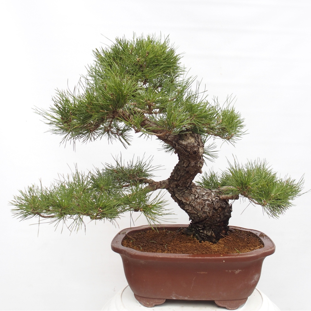 Venkovní bonsai - Pinus thunbergii - Borovice thunbergova