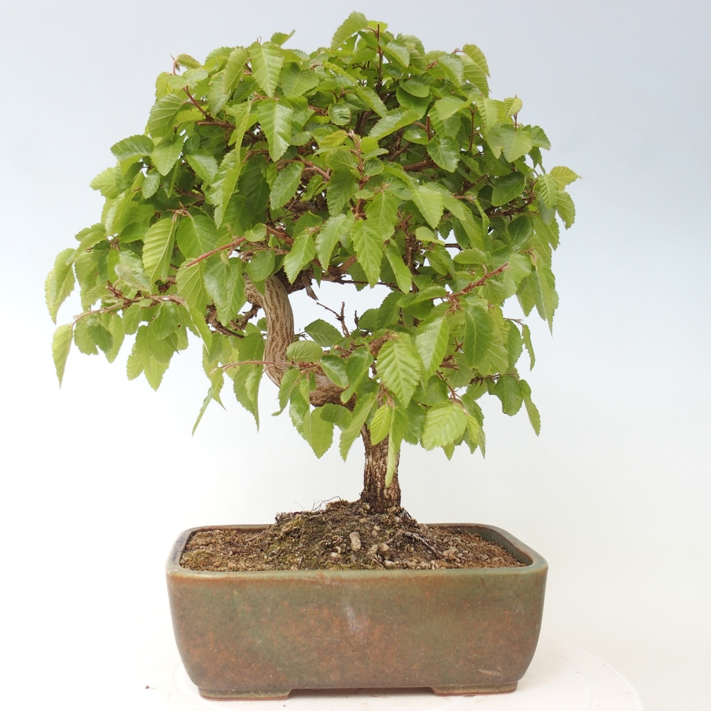 Venkovní bonsai -Carpinus CARPINOIDES - Habr korejský