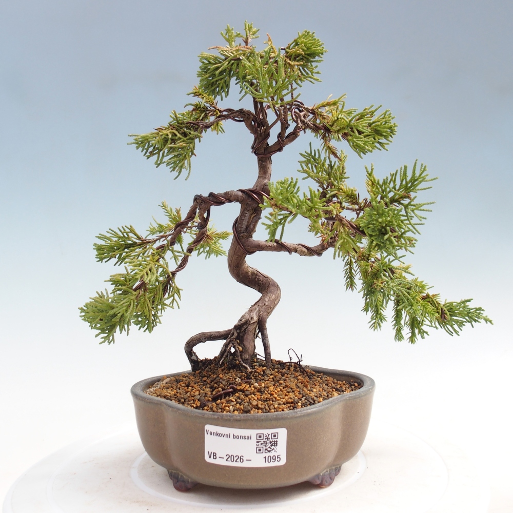 Venkovní bonsai - Juniperus chinensis Kishu -Jalovec čínský