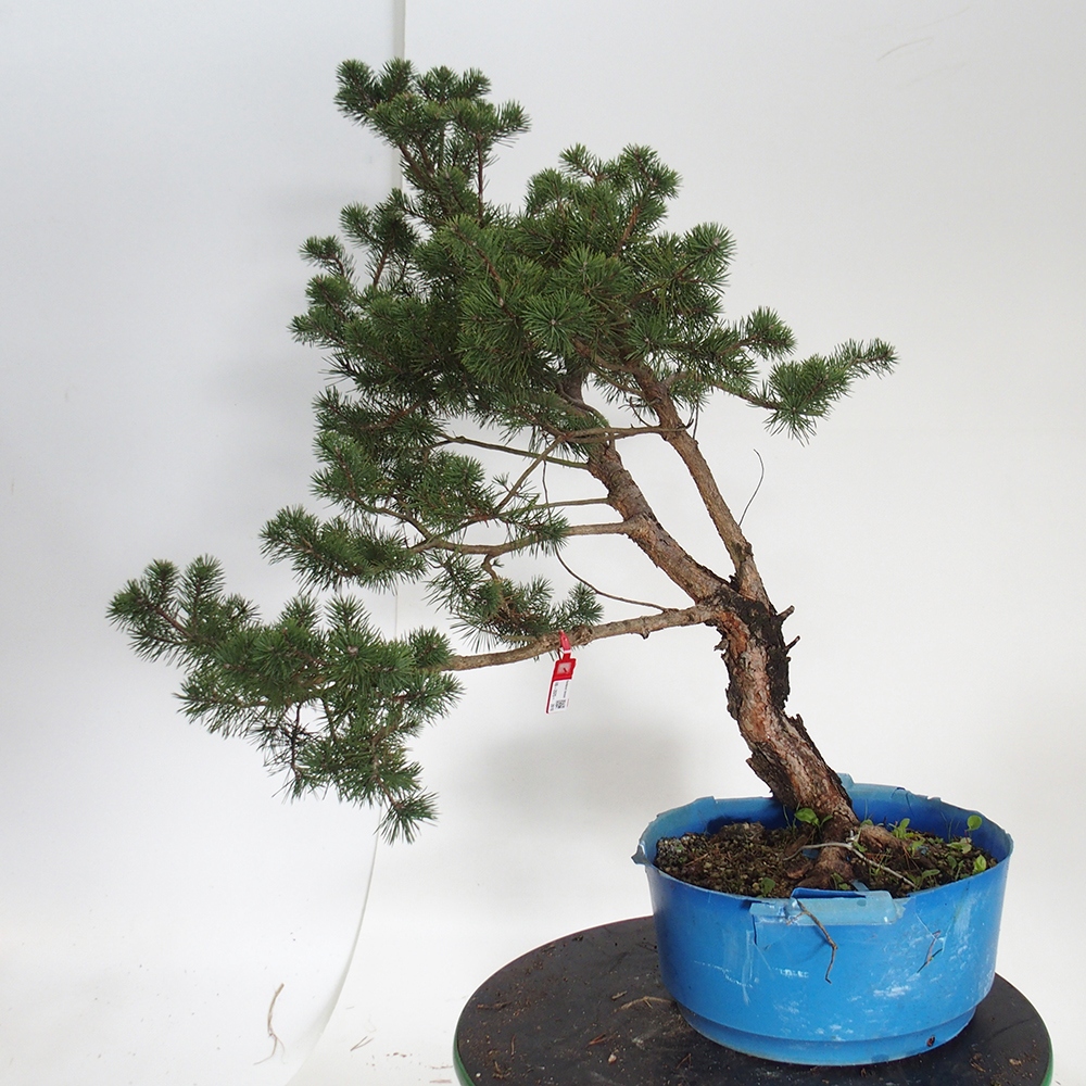 Yamadori - Pinus sylvestris Španělsko