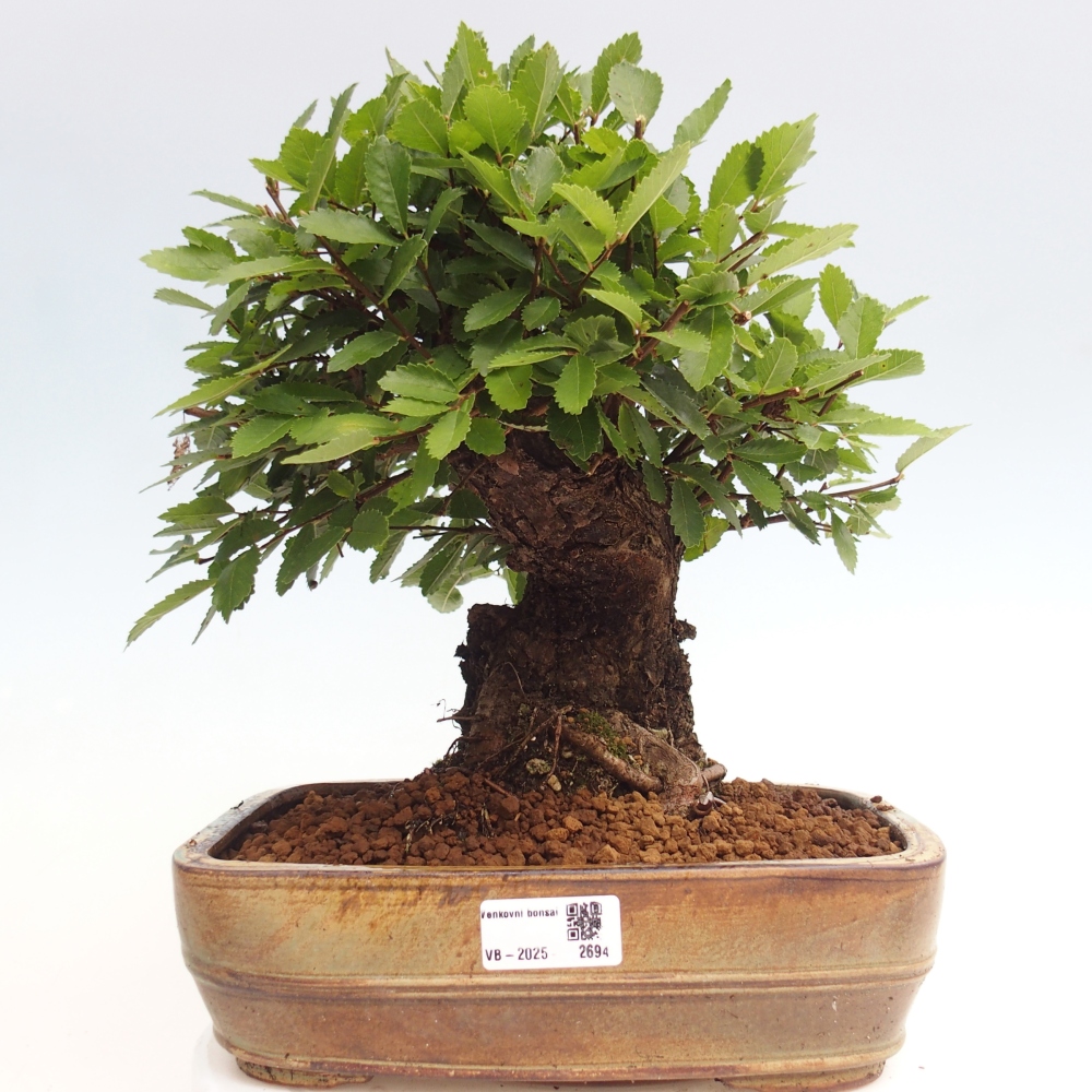 Venkovní bonsai - Zelkova - Zelkova NIRE