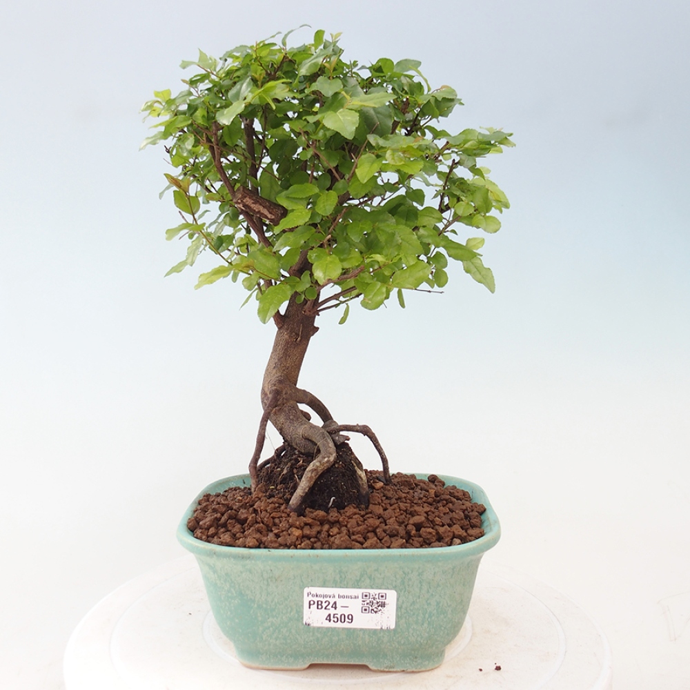 Pokojová bonsai - Sagerécie thea - Sagerécie thea