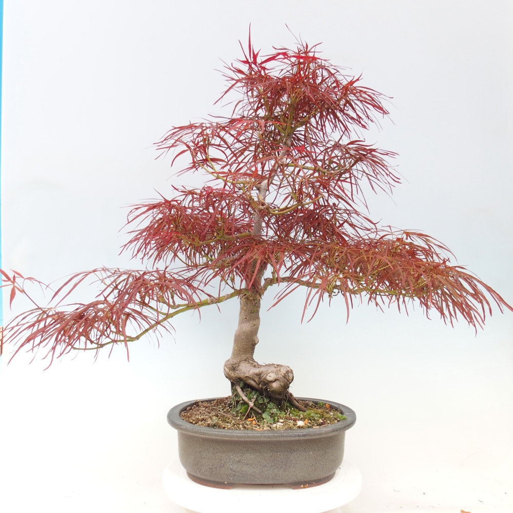 Venkovní bonsai - Javor dlanitolistý - Acer palmatum RED PYGMY
