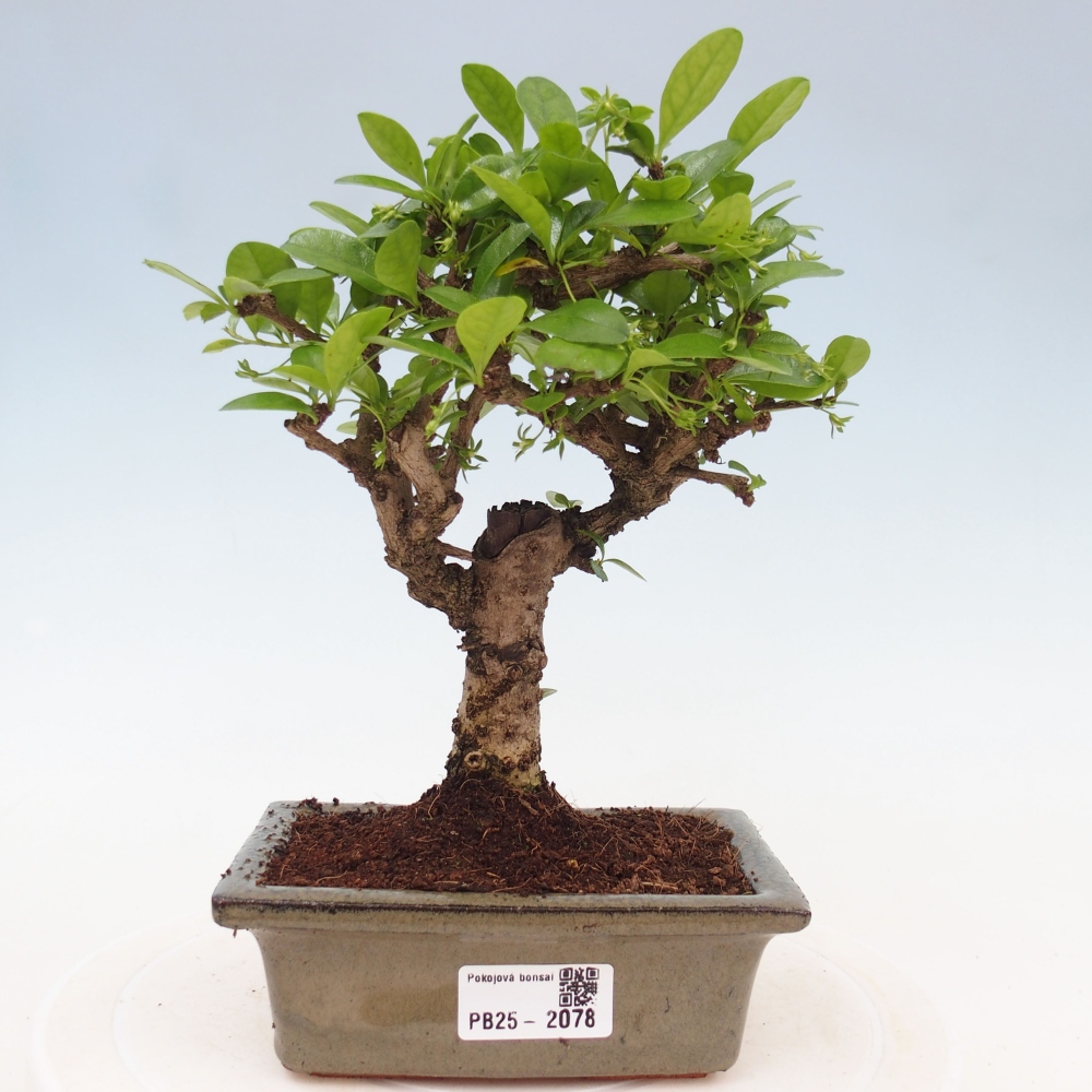 Pokojová bonsai - Carmona macrophylla - Čaj fuki