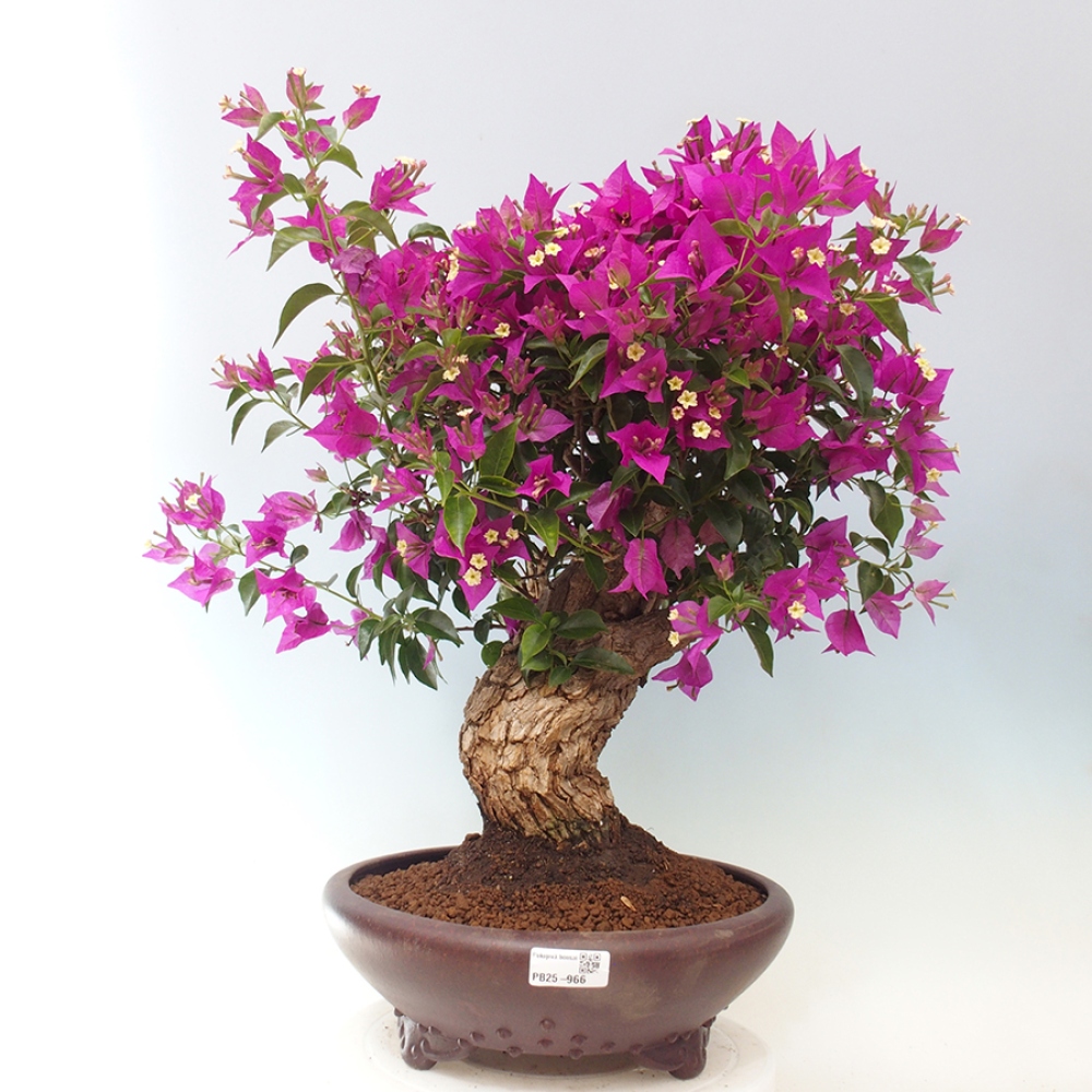 Pokojová bonsai - Bouganwilea
