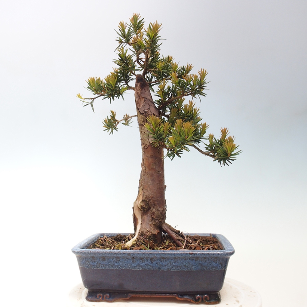 Venkovní bonsai - Taxus cuspidata  - Tis japonský