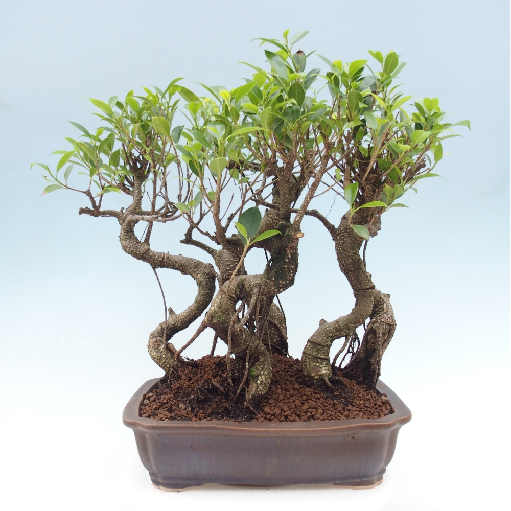 Pokojová bonsai - Ficus kimmen -  malolistý fíkus