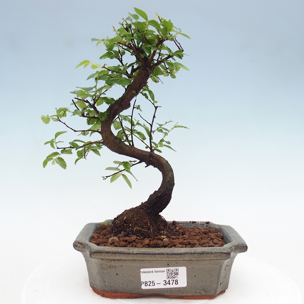 Pokojová bonsai - Ulmus parvifolia - Malolistý jilm
