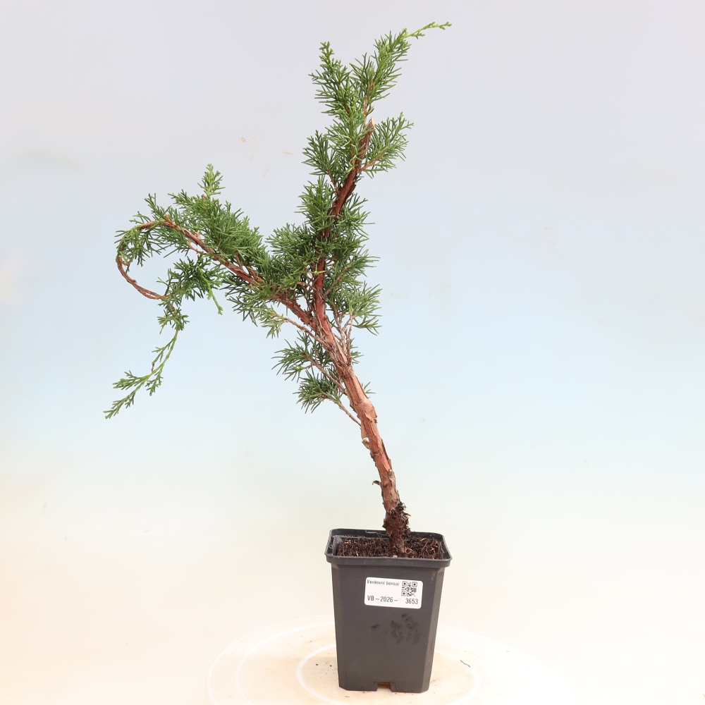Venkovní bonsai - Juniperus chinensis Kishu -Jalovec čínský