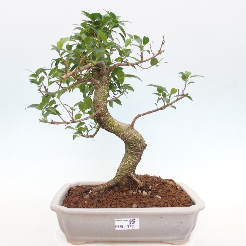 Pokojová bonsai - Ficus kimmen -  malolistý fíkus