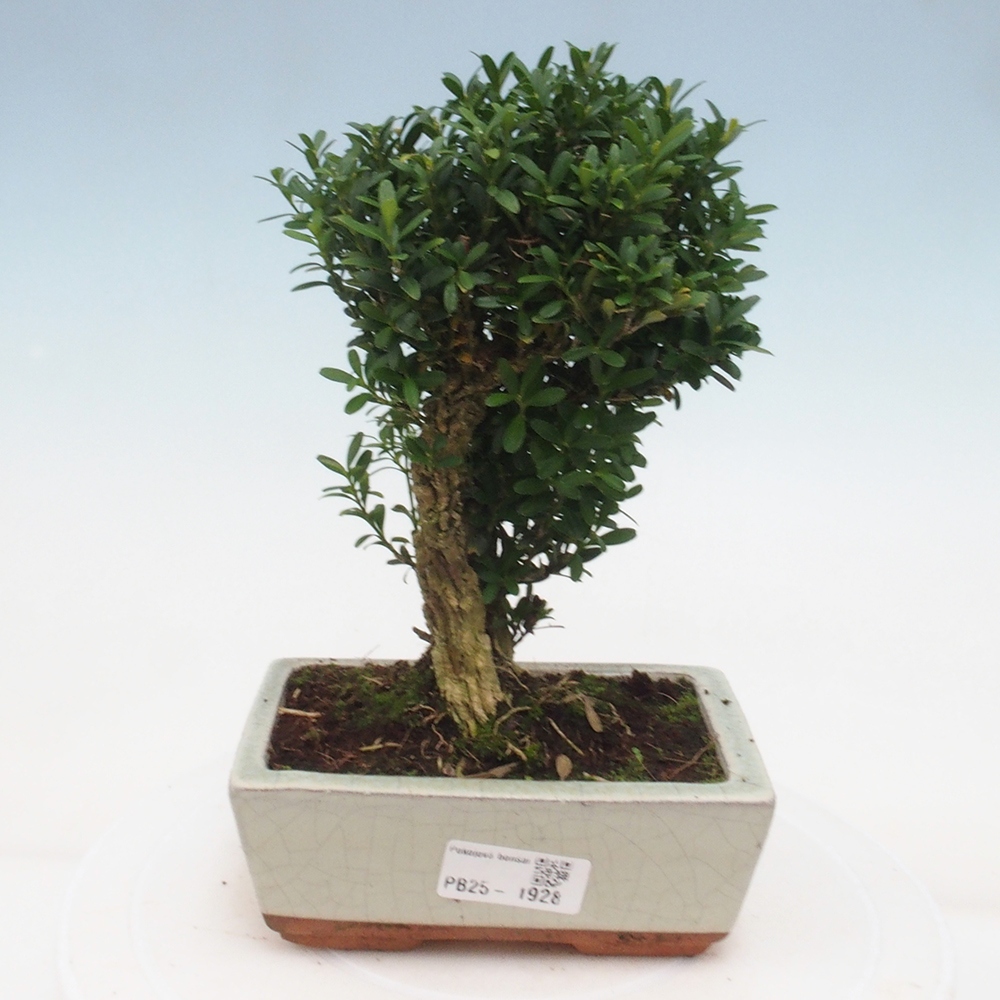 Pokojová bonsai - Buxus harlandii - korkový buxus