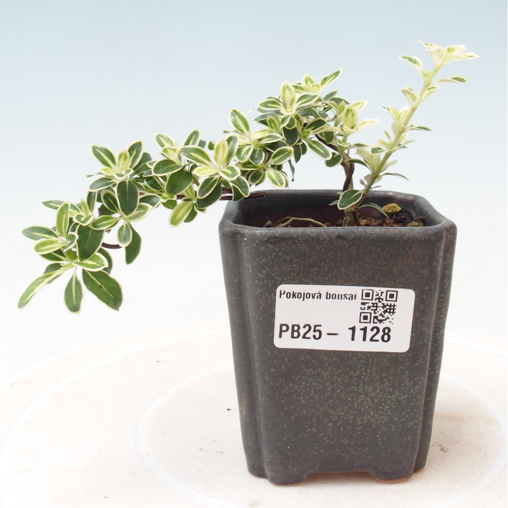 Pokojová bonsai - Serissa foetida Variegata - Strom tisíce hvězd