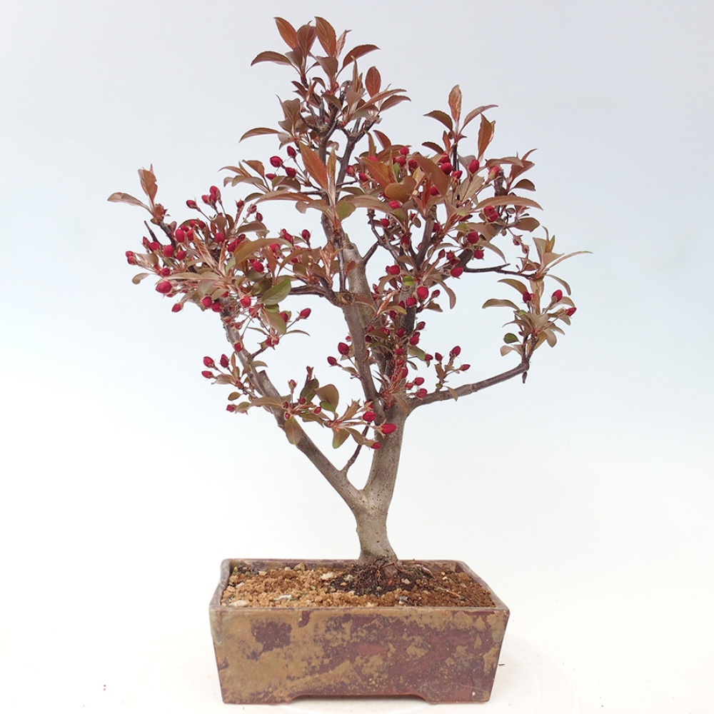 Venkovní bonsai -Malus domestica - Maloplodá jabloň červenolistá