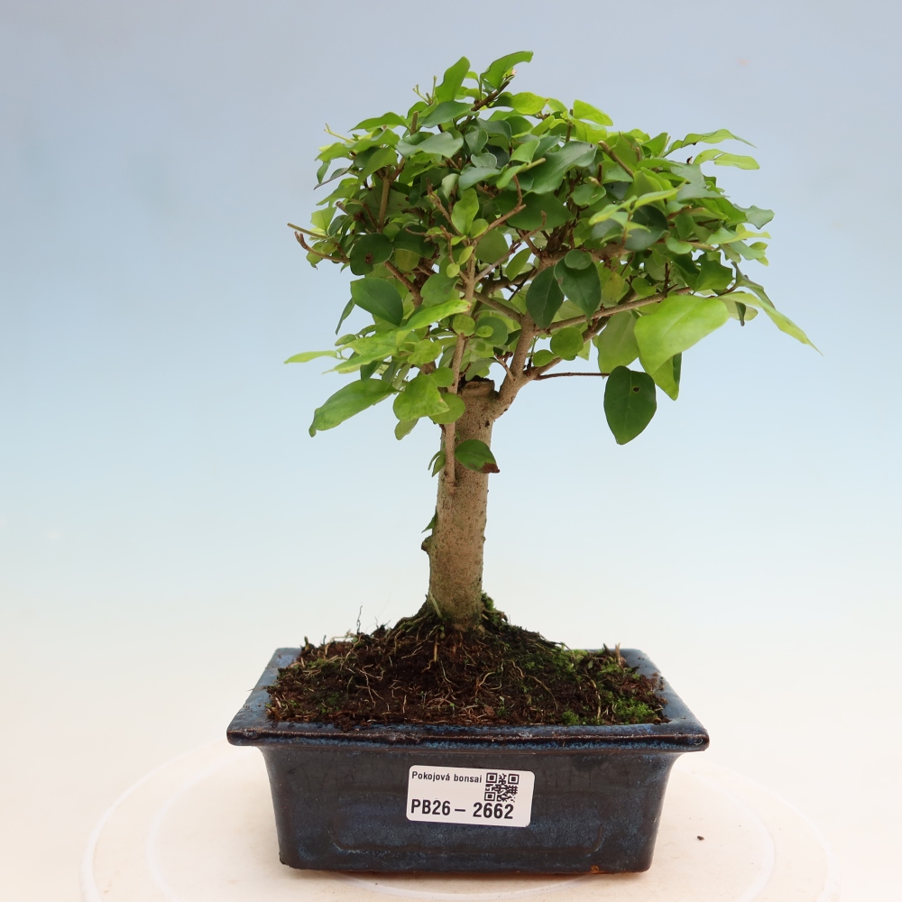 Pokojová bonsai -Ligustrum chinensis - Ptačí zob