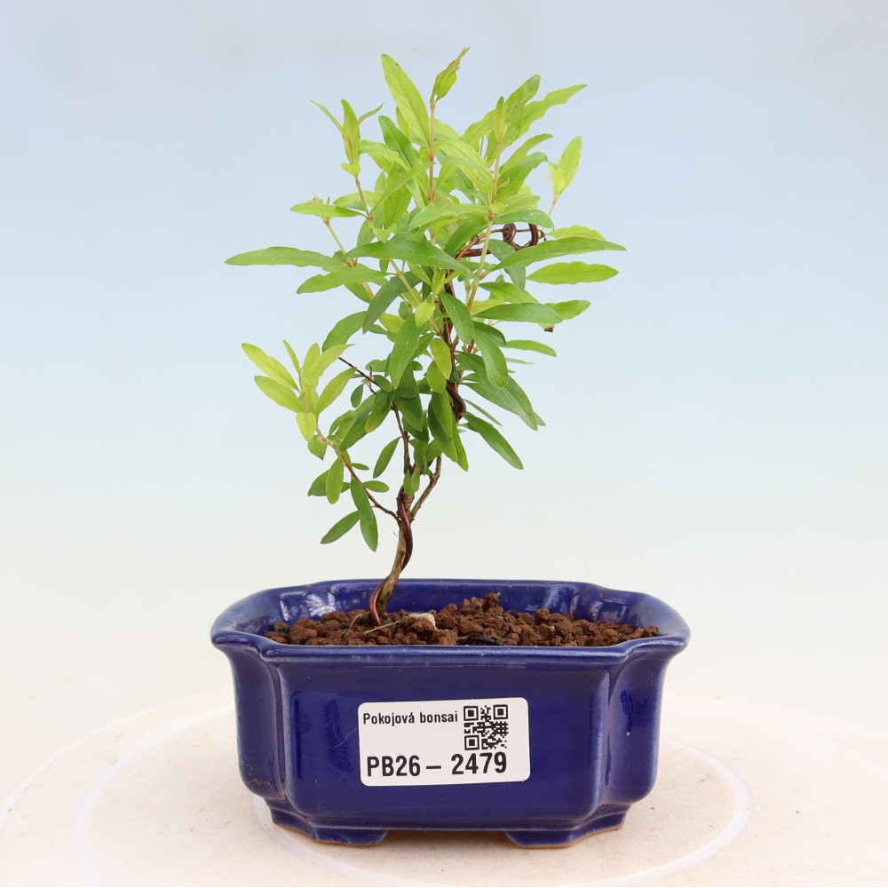 Pokojová bonsai-PUNICA granatum nana-Granátové jablko