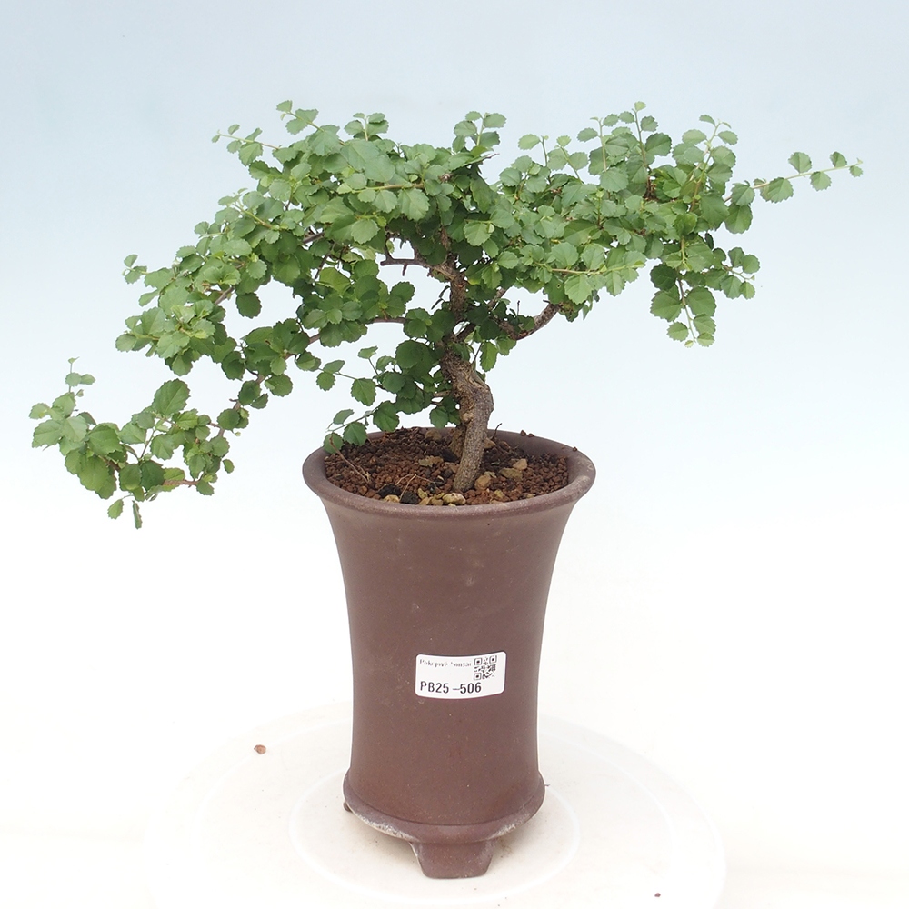 Pokojová bonsai - Grewia sp. - Grewie malolistá