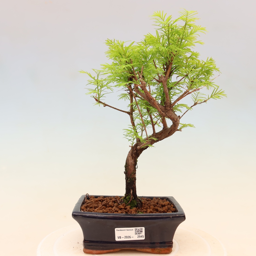 Venkovní bonsai - Metasequoia glyptostroboides - Metasekvoje čínská