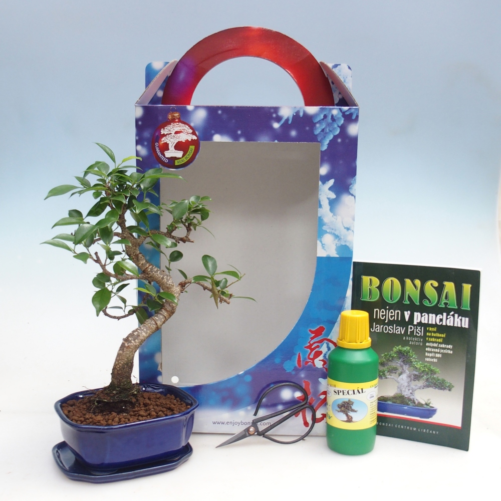 Pokojová bonsai v dárkové krabičce Ficus retusa - malolistý fíkus