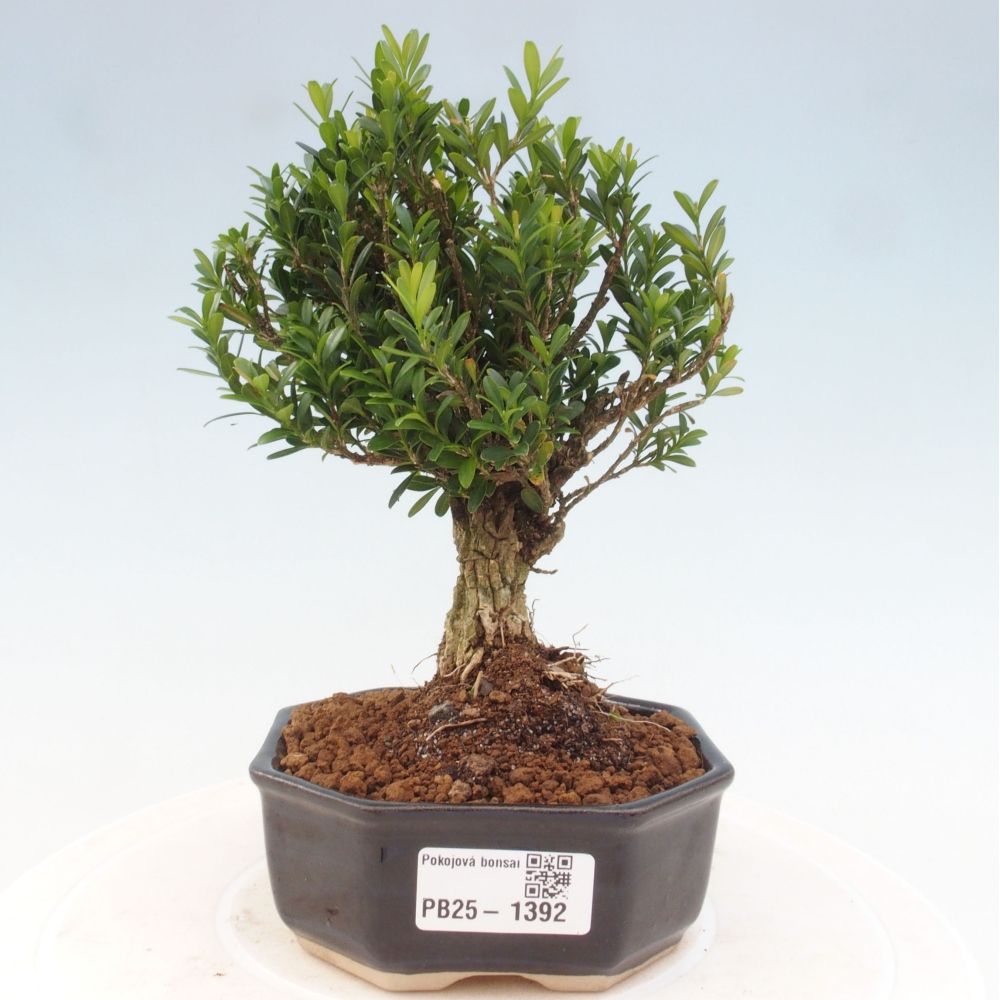Pokojová bonsai - Buxus harlandii - korkový buxus